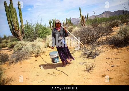 Work of harvest of fruits of pitaya and cactus in the Sonora desert, Mexico by women of the indigenous trubu Seri... Trabajo de recolecta de frutos de pitaya y cactus en el desierto de Sonora, Mexico por mujeres de la trubu indigena Seri Stock Photo