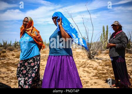 Work of harvest of fruits of pitaya and cactus in the Sonora desert, Mexico by women of the indigenous trubu Seri... Trabajo de recolecta de frutos de pitaya y cactus en el desierto de Sonora, Mexico por mujeres de la trubu indigena Seri Stock Photo