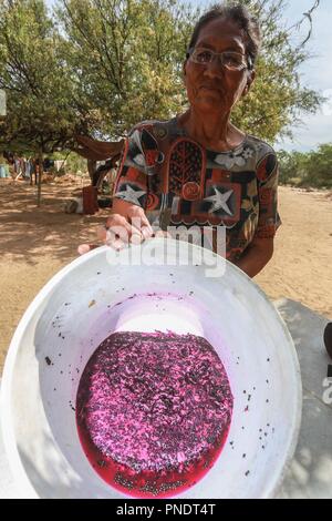 Work of harvest of fruits of pitaya and cactus in the Sonora desert, Mexico by women of the indigenous trubu Seri... Trabajo de recolecta de frutos de pitaya y cactus en el desierto de Sonora, Mexico por mujeres de la trubu indigena Seri Stock Photo