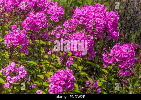 Garden Phlox paniculata, purple flower Stock Photo