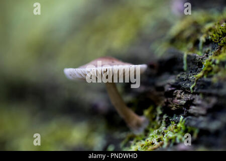 Single mushroom sprouting out of wood with green moss around it. Stem and cap of a small fruiting fungus. Microorganisms that help decomposition in na Stock Photo