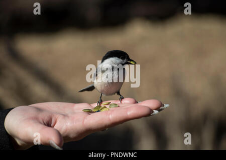 Black-capped chickadee eating seeds out of the palm of a woman. Feeding small wild birds in the forest.