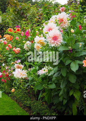 Stunning shades of pink dahlias and late summer flowers in the plant borders at Chenies Manor Garden, Buckinghamshire in September.