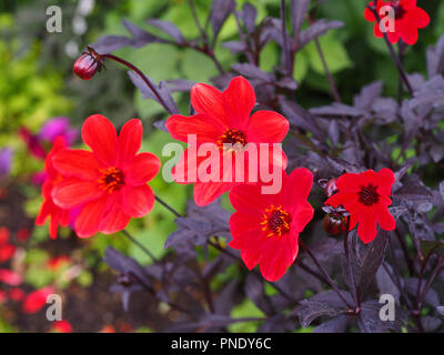 Red dahlia variety, 'Bishop of Llandaff' at Chenies Manor garden in September. Stock Photo