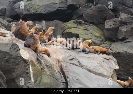 A colony of steller sea lions, including large males (bulls), resting on a rookery during breeding season, Aleutian Islands, Bering Sea, Alaska. Stock Photo