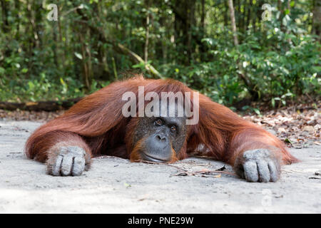 Female Bornean orangutan, Pongo pygmaeus, at Camp Leakey,  Borneo, Indonesia. Stock Photo
