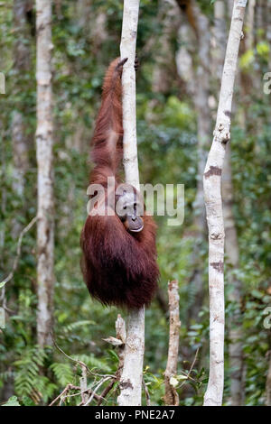 Male Bornean orangutan, Pongo pygmaeus, at Camp Leakey dock, Borneo, Indonesia. Stock Photo