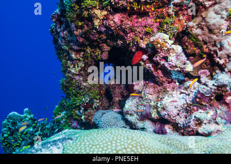 Reef scene. Yap island Federated States of Micronesia