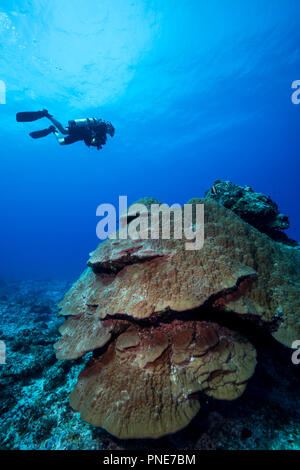 Big helmet-shaped colony of coral. Porites Lutea.Yap Island Federated States of Micronesia Stock Photo