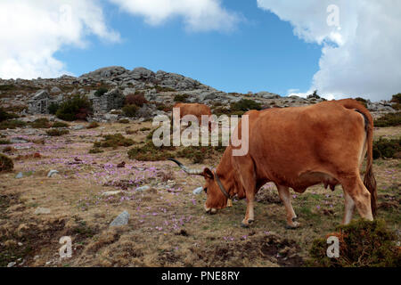 Mountain semi-wild cattle in a high mountain (Peneda - Geres, north of Portugal) Stock Photo