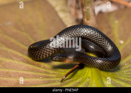 Southern Florida swamp snake - Liodytes pygaea Stock Photo