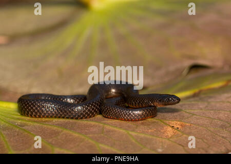 Southern Florida swamp snake - Liodytes pygaea Stock Photo