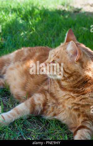 Close-up of ginger cat lying on grass in garden, enjoying sunlight Stock Photo