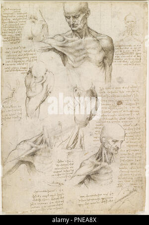 Superficial anatomy of the shoulder and neck (recto). Date/Period: Ca. 1510. Drawing. Pen and ink with wash, over traces of black chalk on paper. Height: 292 mm (11.49 in); Width: 198 mm (7.79 in). Author: LEONARDO DA VINCI. Stock Photo
