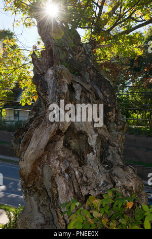 An old oak with the sun shining through,Lamy New Mexico Stock Photo - Alamy