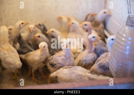 Indoors chicken farm, chicken feeding Stock Photo