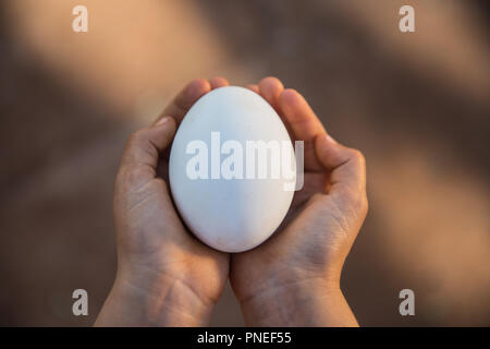 Children hand hold egg chicken or duck in farm Stock Photo