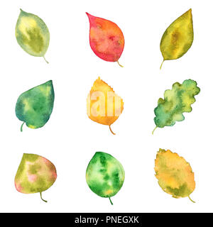 Set of Colorful Summer and Fall Leaves, Watercolor Hand Drawn and Painted, Isolated on White Background Stock Photo
