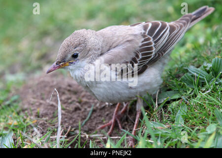 Rose-coloured Starling, (Rosy Starling, Sturnus roseus), juvenile at Land's End, Cornwall, England, UK. Stock Photo