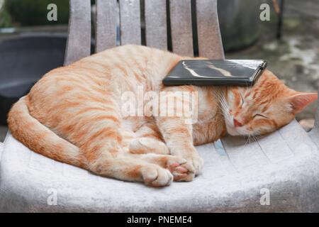 orange tabby cat sleep beside crumpled paper ball on old chair Stock ...