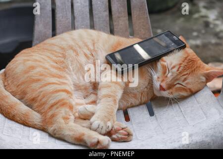 orange tabby cat sleep with mobile phone on old chair Stock Photo - Alamy