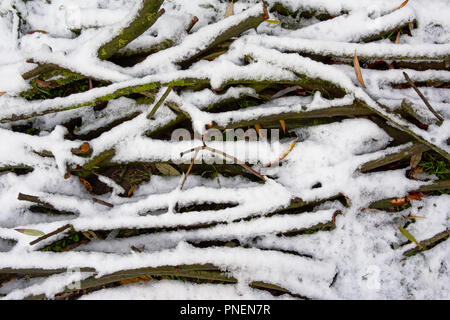 Tree branches laying on the ground under snow Stock Photo