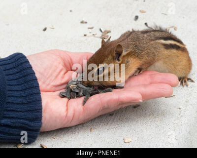 Chipmunk eating sunflower seeds from hand with tongue visible Stock Photo