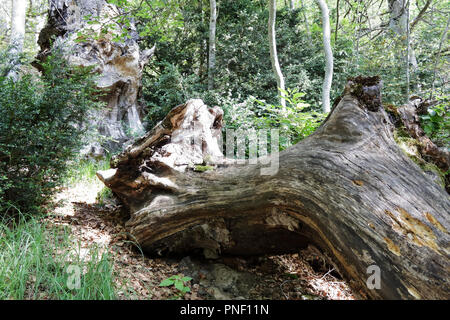 A fallen wood trunk and stomp along the green path to the Piedrafita de Jaca lake in the aragonese Pyrenees Stock Photo