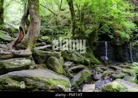 A moss covered rocky waterfall in luxuriant thick Fragas del Eume forest, together with trees with roots in the stones next to the Eume river, Spain Stock Photo