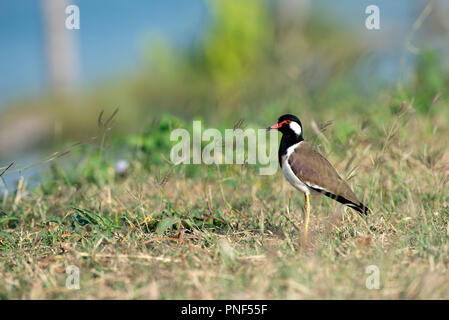 Red-wattled Lapwing (Vanellus indicus), Thailand Vanneau indien Stock Photo