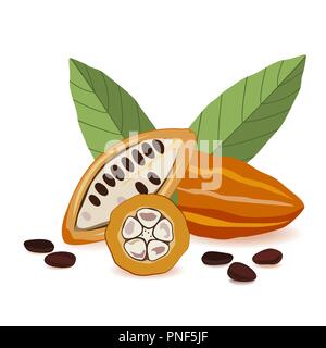 Cacao fruit, raw cacao beans with leaves composition. Cocoa pod on white background. Vector illustration Stock Vector