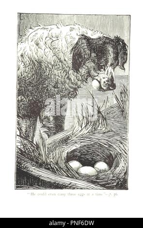 Image  from page 65 of 'Beautiful Joe the autobiography of a dog . New edition' . Stock Photo