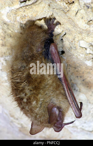 InnerSpace Cavern Bat Stock Photo