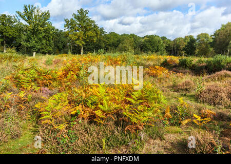 Smart's Heath Common, Mayford, Woking, Surrey, UK, 21st September 2018.  Delicate bracken fronds turn from lush green to autumnal golden brown hues in heathland at Smart's Heath, Woking, Surrey under blue skies with fluffy white clouds on an early autumn day. Credit: Graham Prentice/Alamy Live News Stock Photo