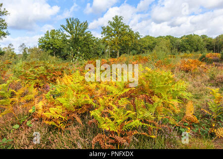 Smart's Heath Common, Mayford, Woking, Surrey, UK, 21st September 2018.  Delicate bracken fronds turn from lush green to autumnal golden brown hues in heathland at Smart's Heath, Woking, Surrey under blue skies with fluffy white clouds on an early autumn day. Credit: Graham Prentice/Alamy Live News Stock Photo