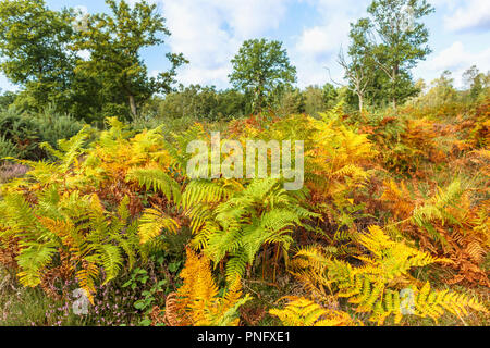 Smart's Heath Common, Mayford, Woking, Surrey, UK, 21st September 2018.  Delicate bracken fronds turn from lush green to autumnal golden brown hues in heathland at Smart's Heath, Woking, Surrey under blue skies with fluffy white clouds on an early autumn day. Credit: Graham Prentice/Alamy Live News Stock Photo