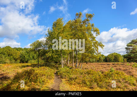 Smart's Heath Common, Mayford, Woking, Surrey, UK, 21st September 2018. A clump of deciduous silver birch (Betula pendens) trees with developing autumnal colours and heather blooming in heathland at Smart's Heath, Woking, Surrey under blue skies with fluffy white clouds on an early autumn day. Credit: Graham Prentice/Alamy Live News Stock Photo