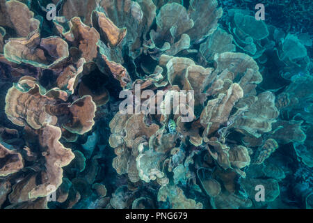 Very shallow coral reef covered with cabbage coral (Turbinaria sp.). Yap island Federated States of Micronesia