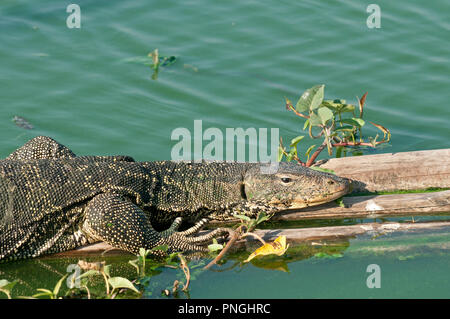 Water monitor lizard (Varanus salvator) Thailand Varan malais Stock Photo