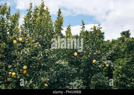 Lemon trees with lemons on them in the garden against the blue sky. Delicious and healthy food Stock Photo