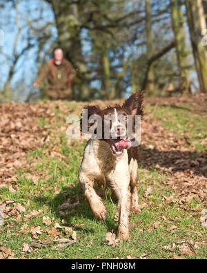 man walking a springer spaniel dog Stock Photo