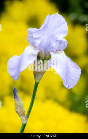Single flower of iris 'Jane Phillips' Stock Photo