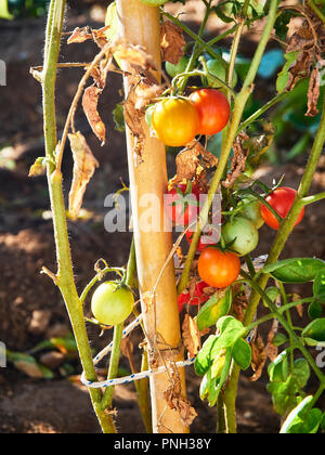 Fresh young variety of cherry tomatoes on the branch of tomato tree on a sunny day. Stock Photo