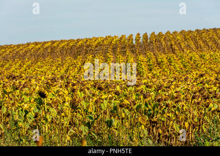 Dried up sunflowers field in Limagne, Puy de Dome, Auvergne Rhone Alpes, France Stock Photo