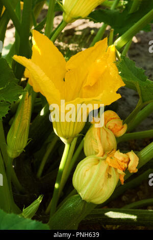 Flowering yellow zucchinis growing in vegetable garden in summer, big golden flowers and little bud in daylight, in a thicket of green leaves Stock Photo
