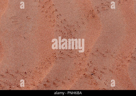 A Close-up of Footprints in the Desert Sand Stock Photo