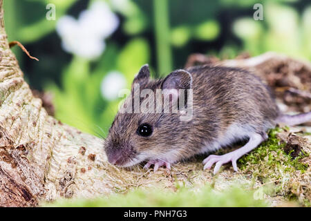 A young wood mouse photographed in a natural looking studio set before being released unharmed. Stock Photo