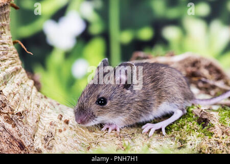 A young wood mouse photographed in a natural looking studio set before being released unharmed. Stock Photo