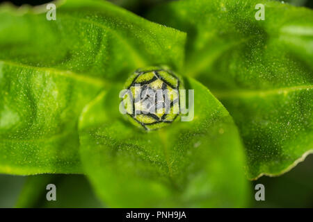 Flower bud of a common marigold Stock Photo