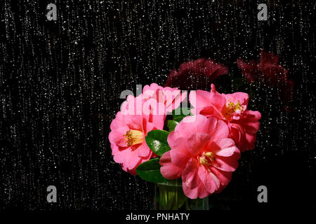 pink camelia flowers against raindrops on night time window Stock Photo